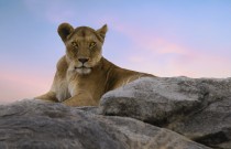 ASPIRE Pick of the Week: An African Safari With NatGeo Photographers