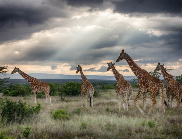 Giraffes-at-Segra-retreat