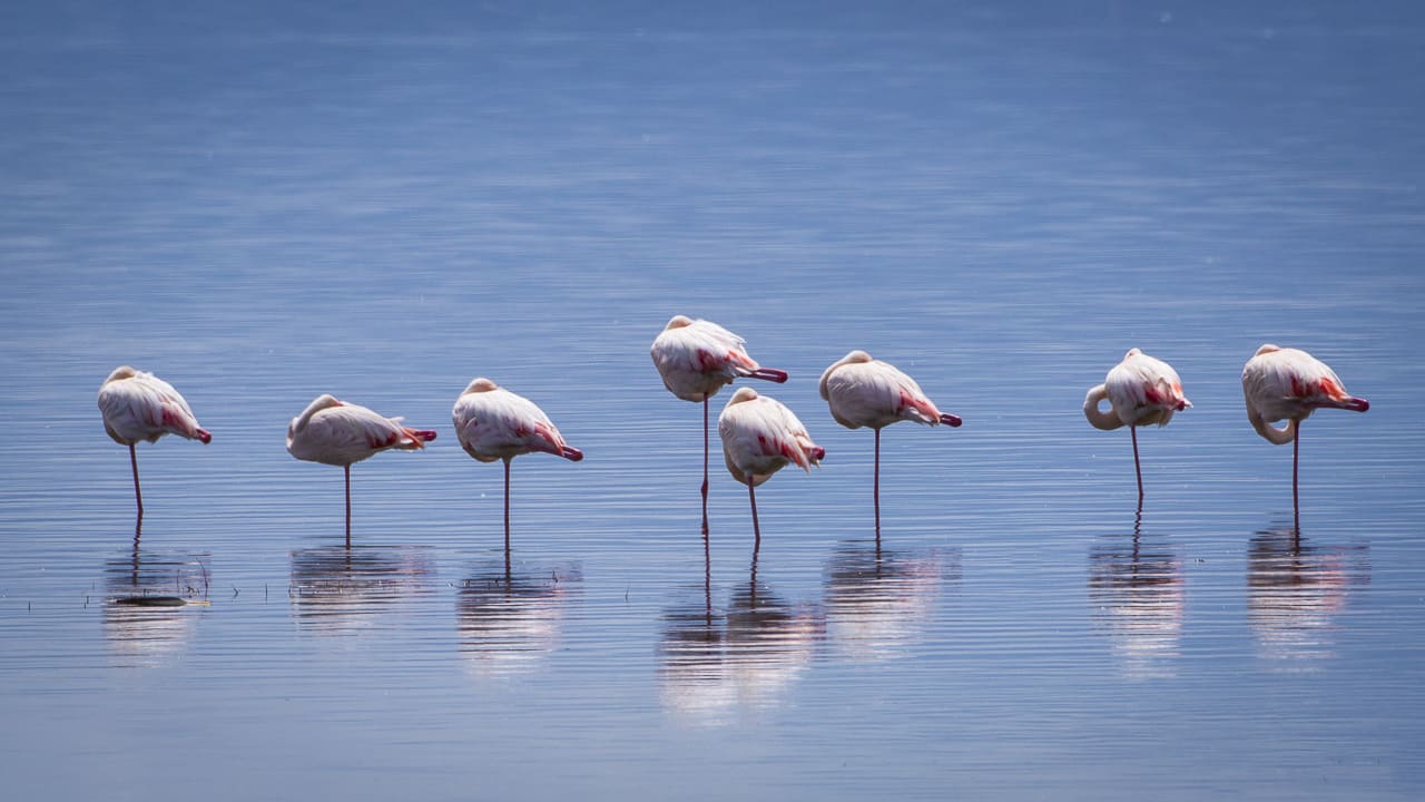 photography tours 2018 tanzania africa Lake Manyara