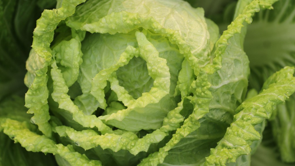 Cruciferous vegetables like cabbage can help prevent memory loss