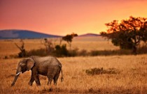 ASPIRE Pick of the Week: More Reasons to Visit Serengeti