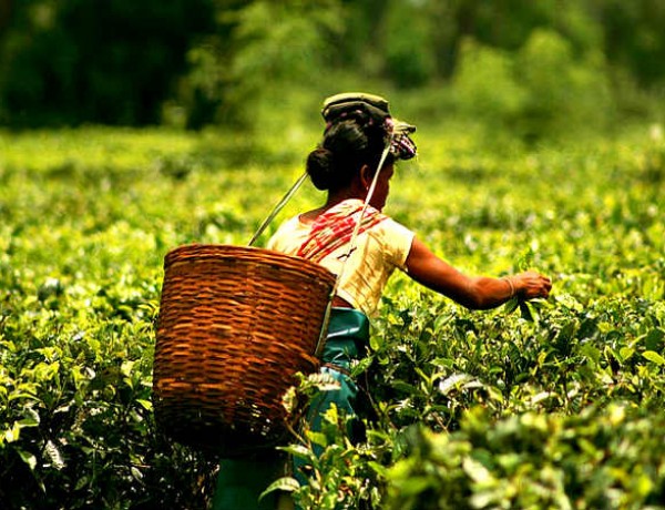 Tanzanian Tea