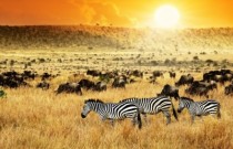 Key Trends Driving Growth in Tourism and Travel in Africa