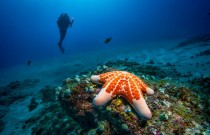 10 Most Beautiful Dive Sites In Mozambique